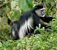 Colobus Monkey Colobus Monkey